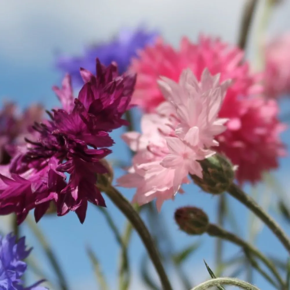 Ruiskaunokki Centaurea cyanus, matala, sekoitus