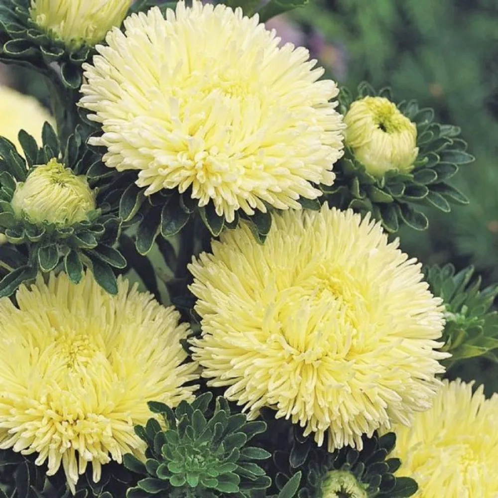 Kesäasteri 'Colour Carpet' keltainen