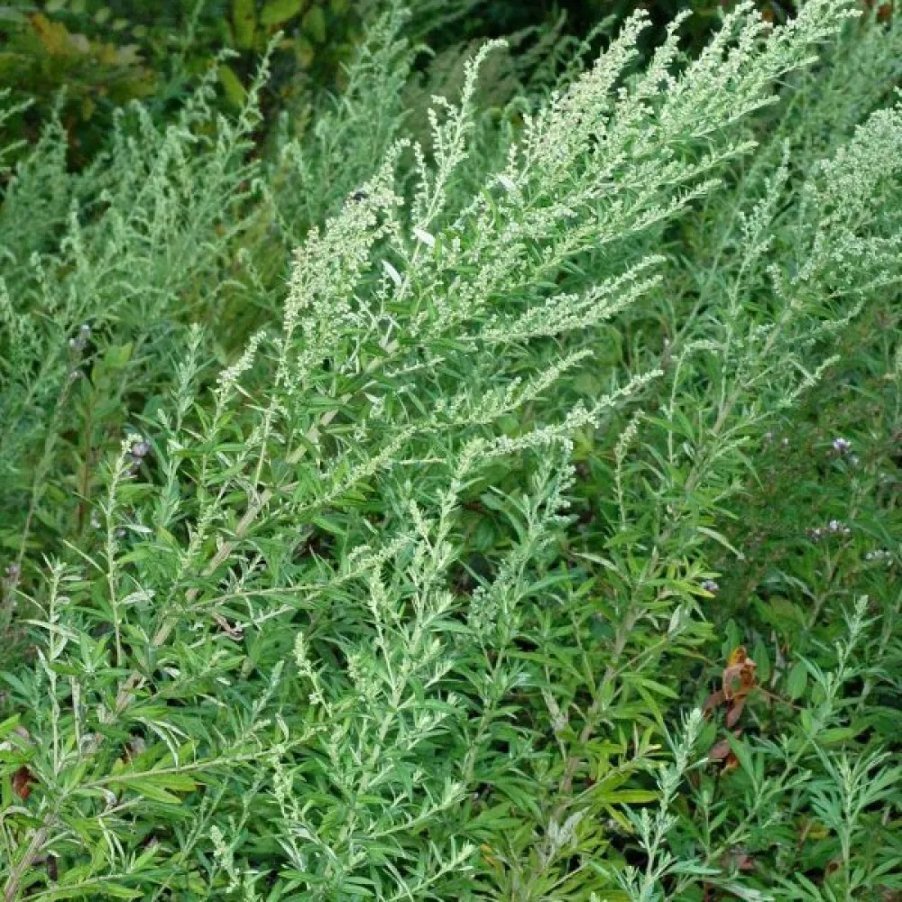 Pujo Artemisia vulgaris