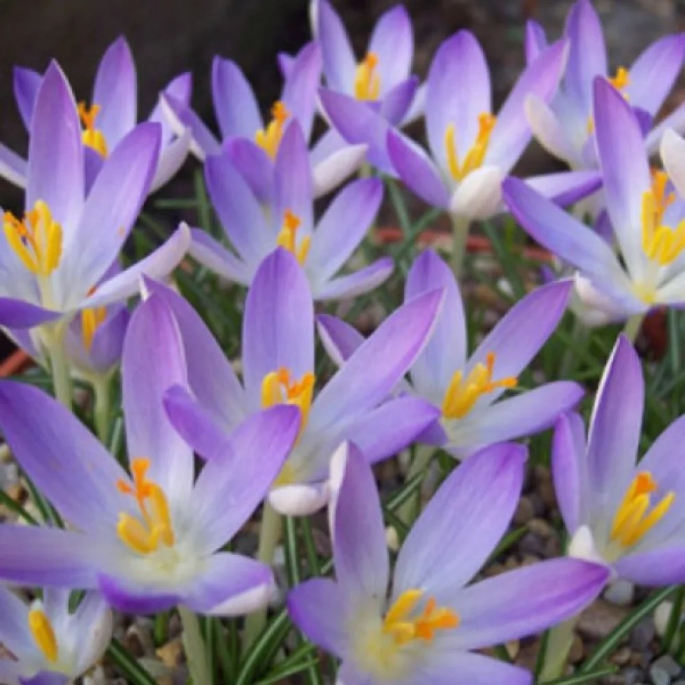Krookus 'Lilac Beauty Tommasinianus'