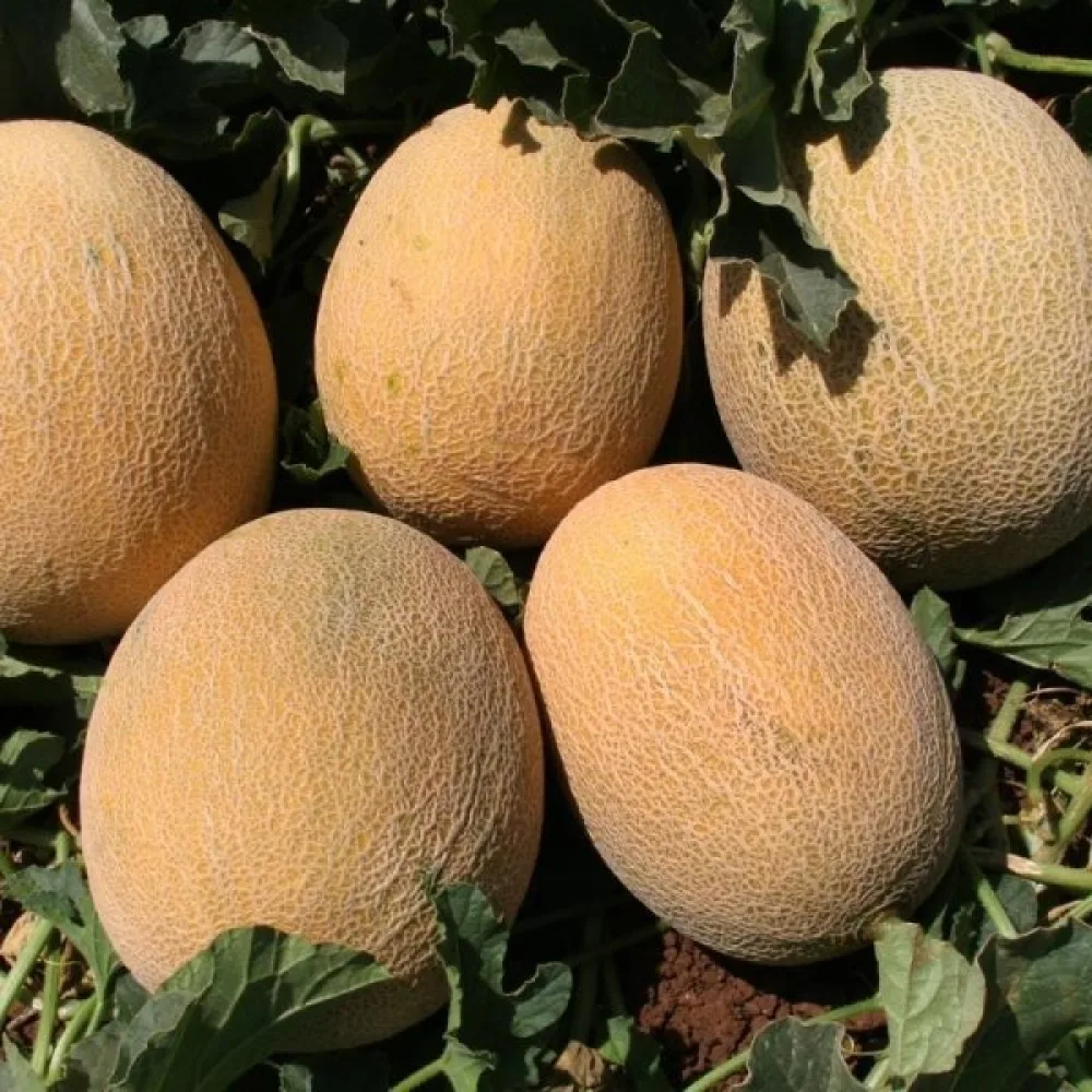 Meloni 'Ananas'