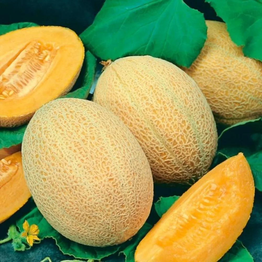 Meloni 'Junior'