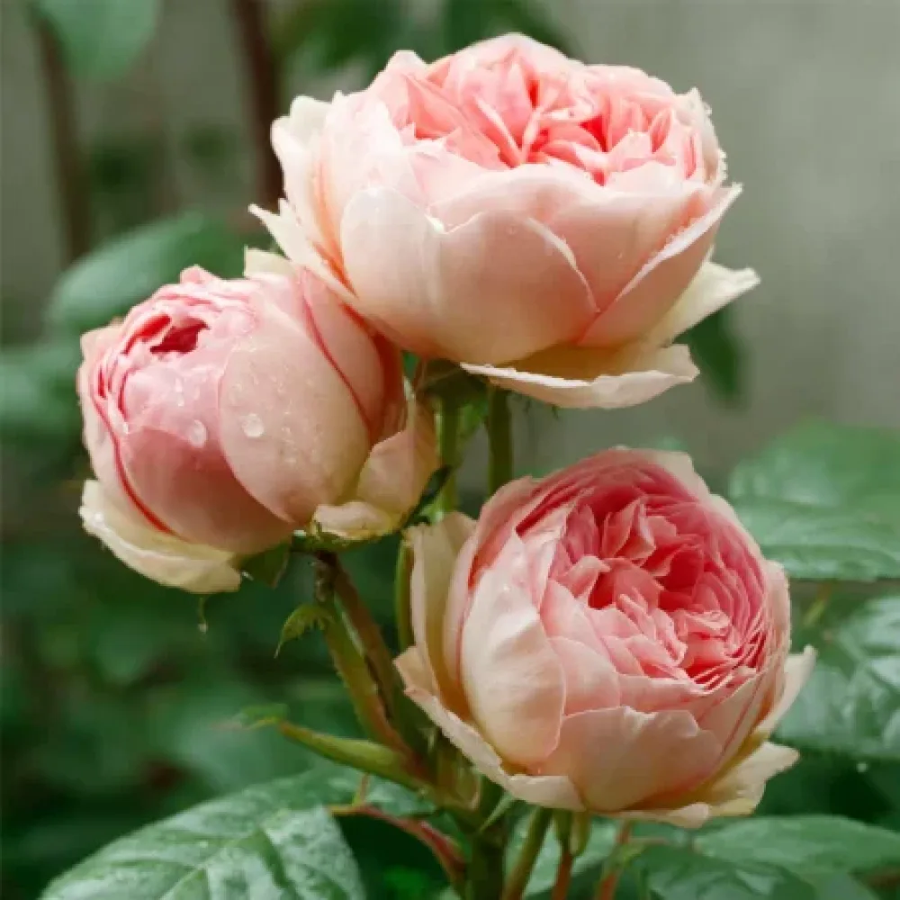 Ruusu 'Serena'