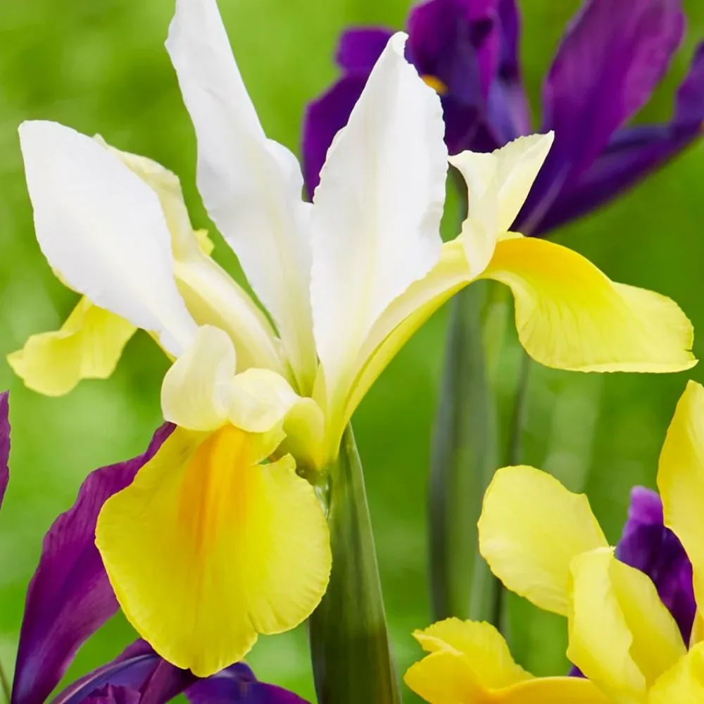 Iiris 'Symphony hollandica'