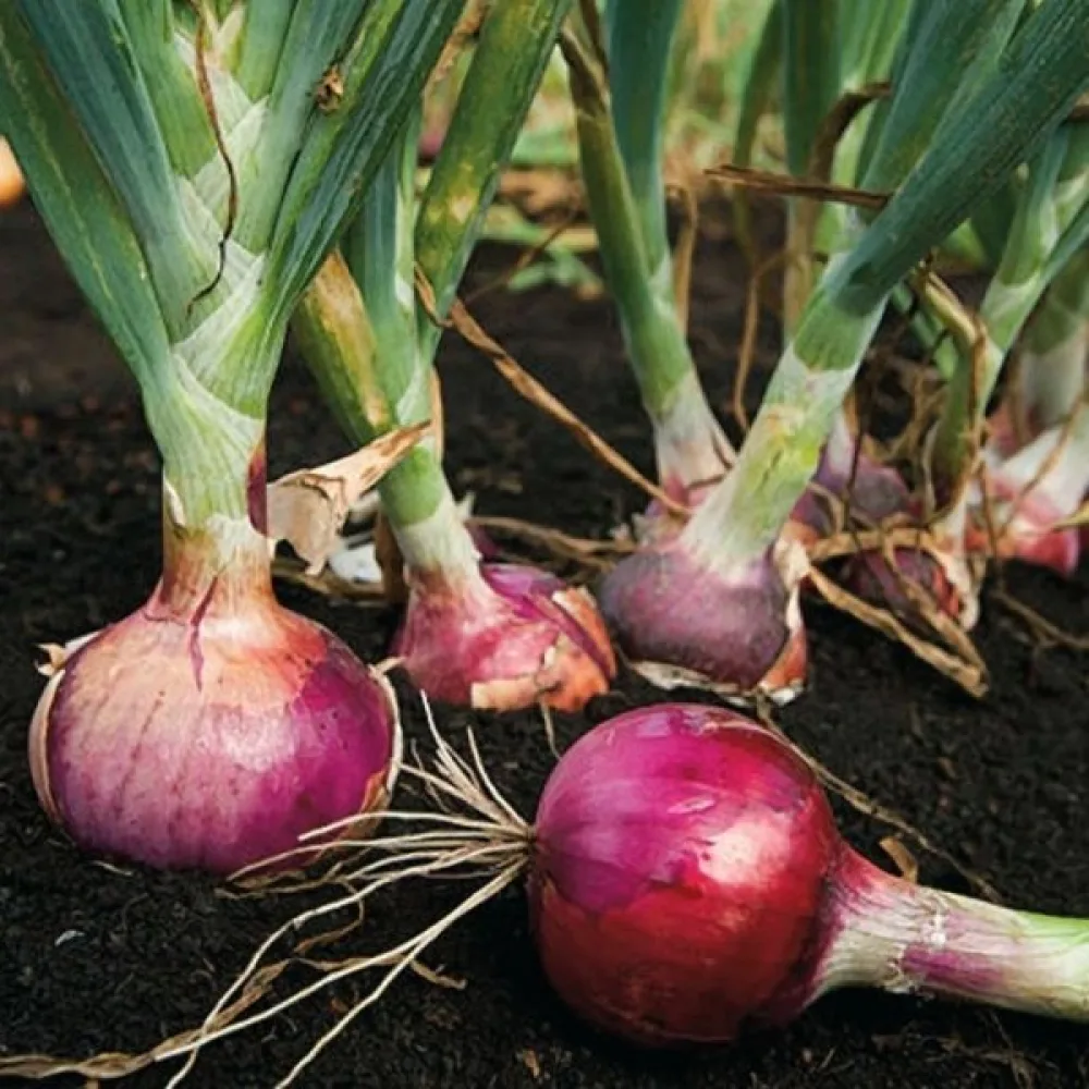 Ruokasipuli 'Amposta'