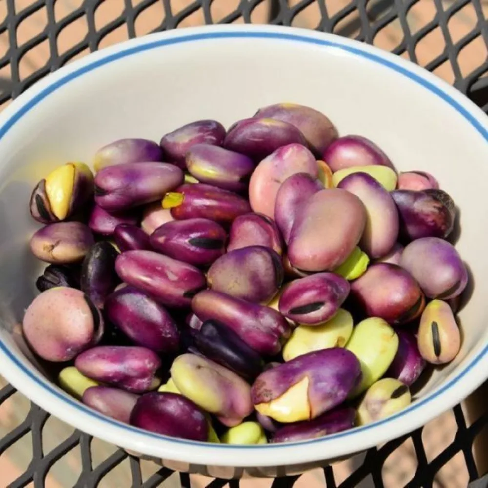 Härkäpapu 'Extra precoce a grano violetto'