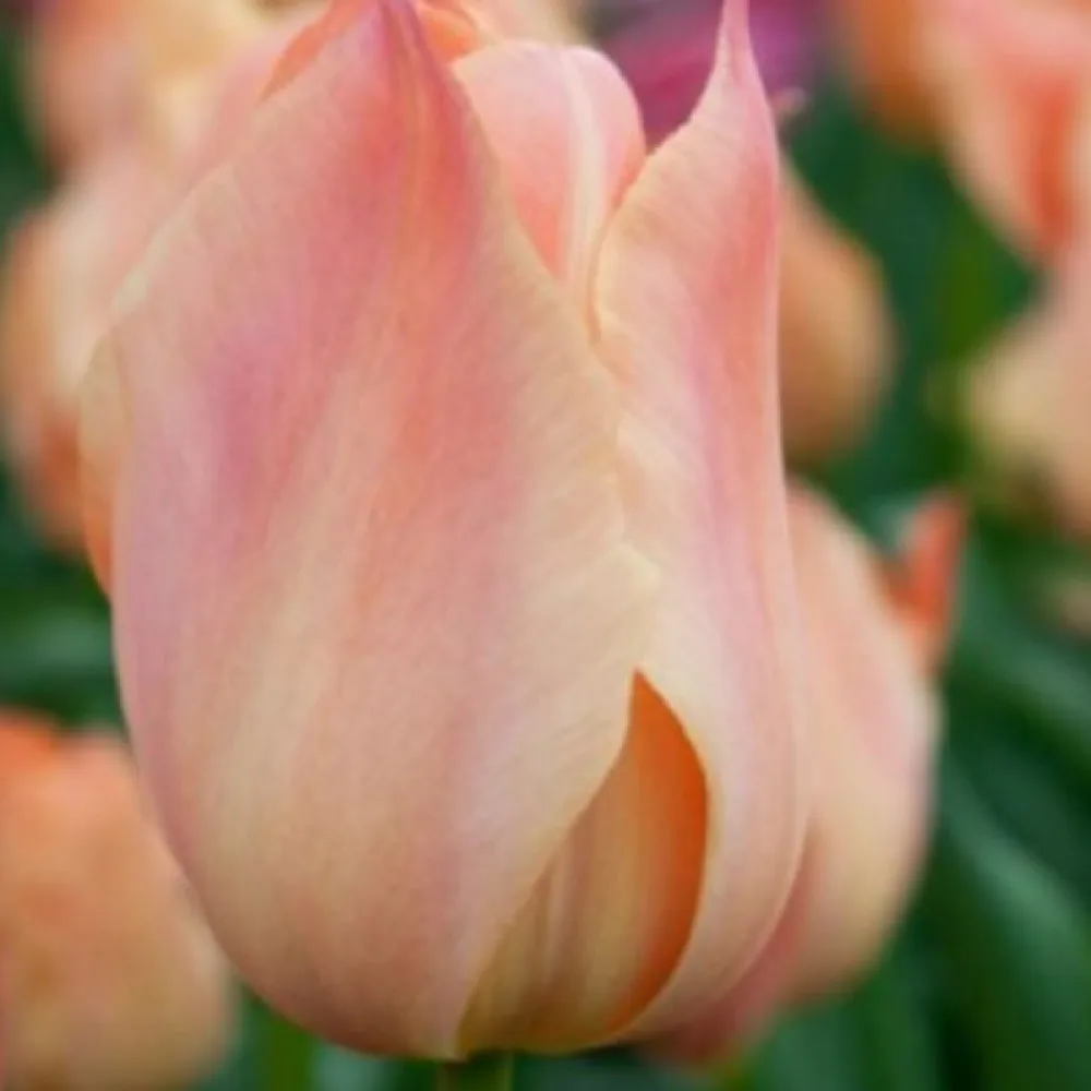 Tulppaani 'Salmon Van Eijk'