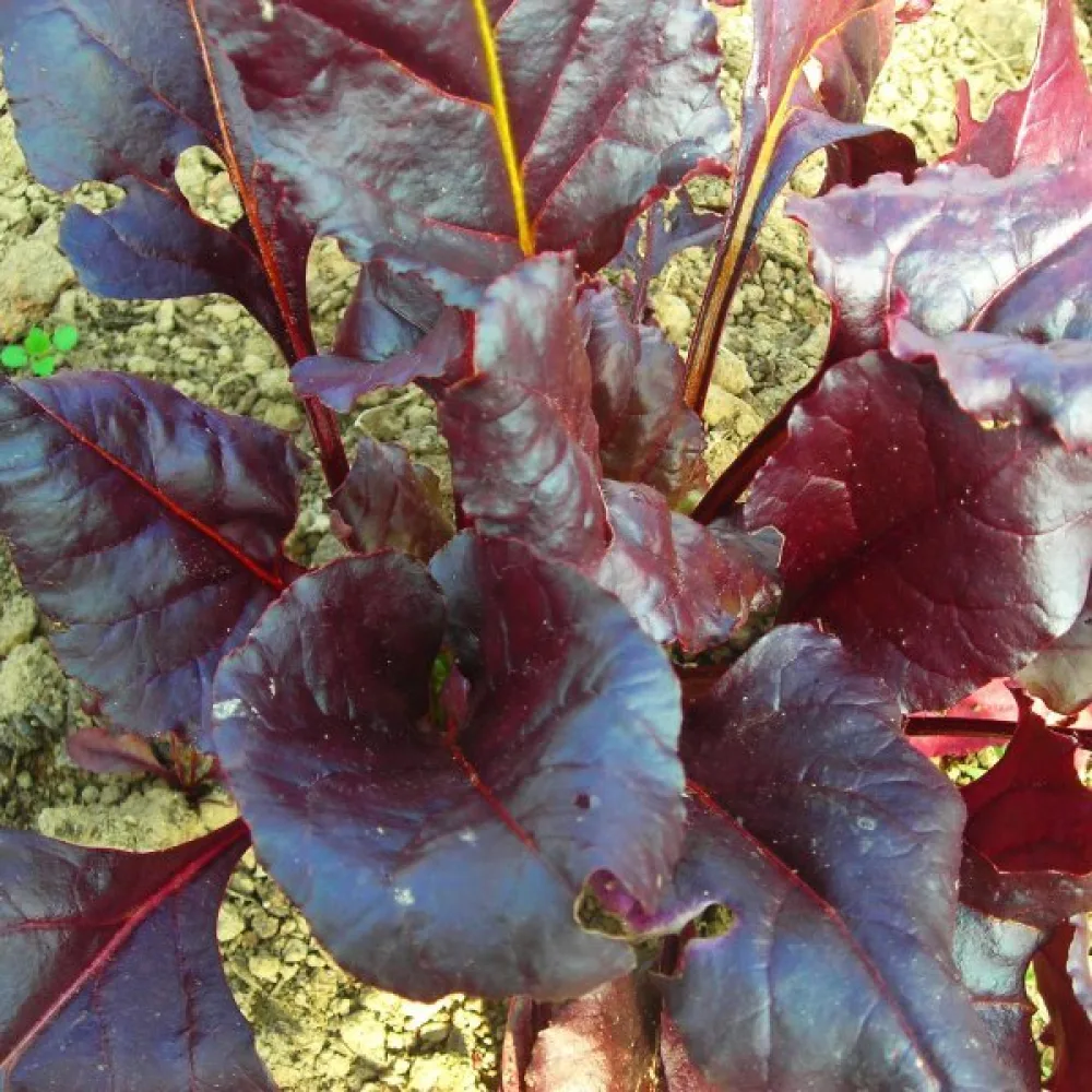 Punajuuri 'Bull's Blood'