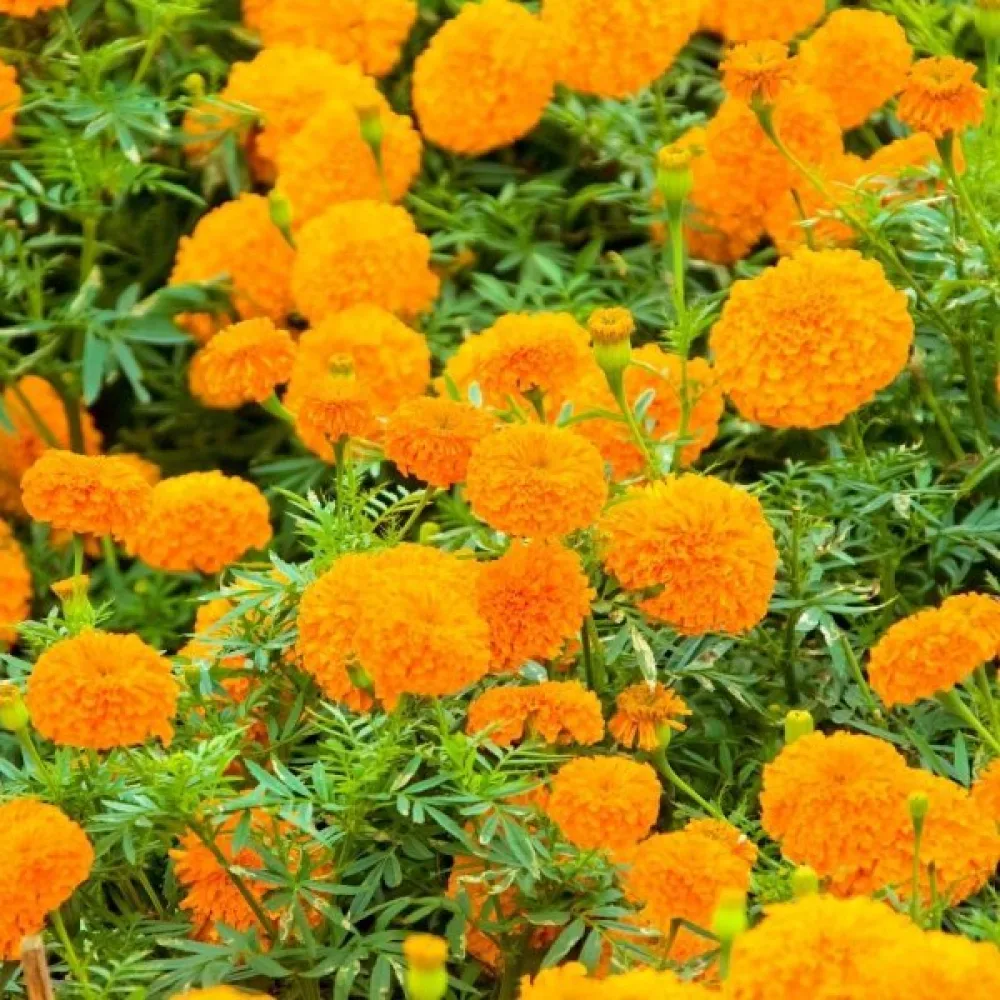 Kookossamettikukka 'Orangeprinz'