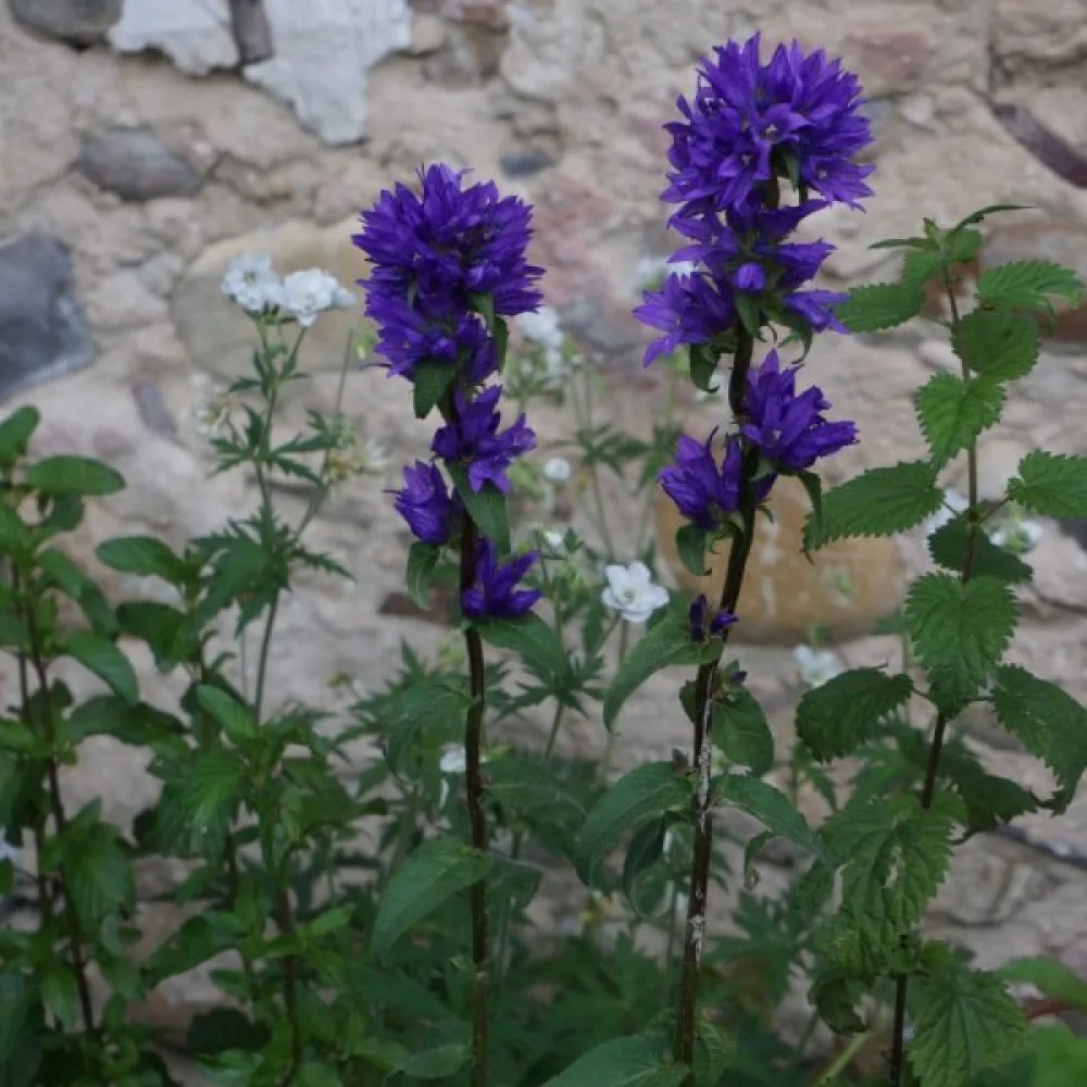 Peurankello Campanula glomerata var. dahurica – violetinsininen