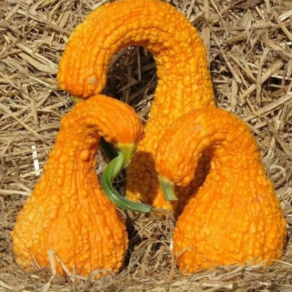 Kurpitsa 'Crookneck'