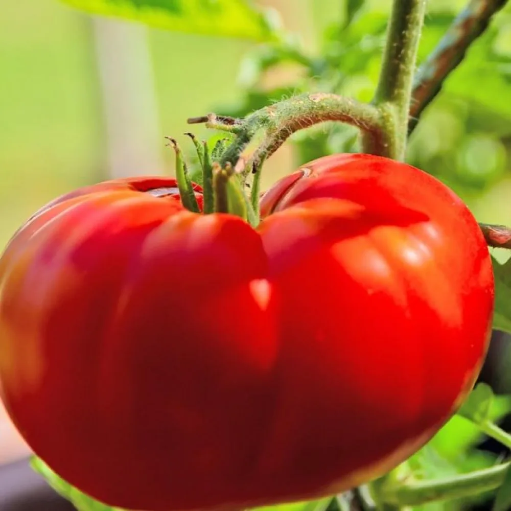 Tomaatti 'Marmande'