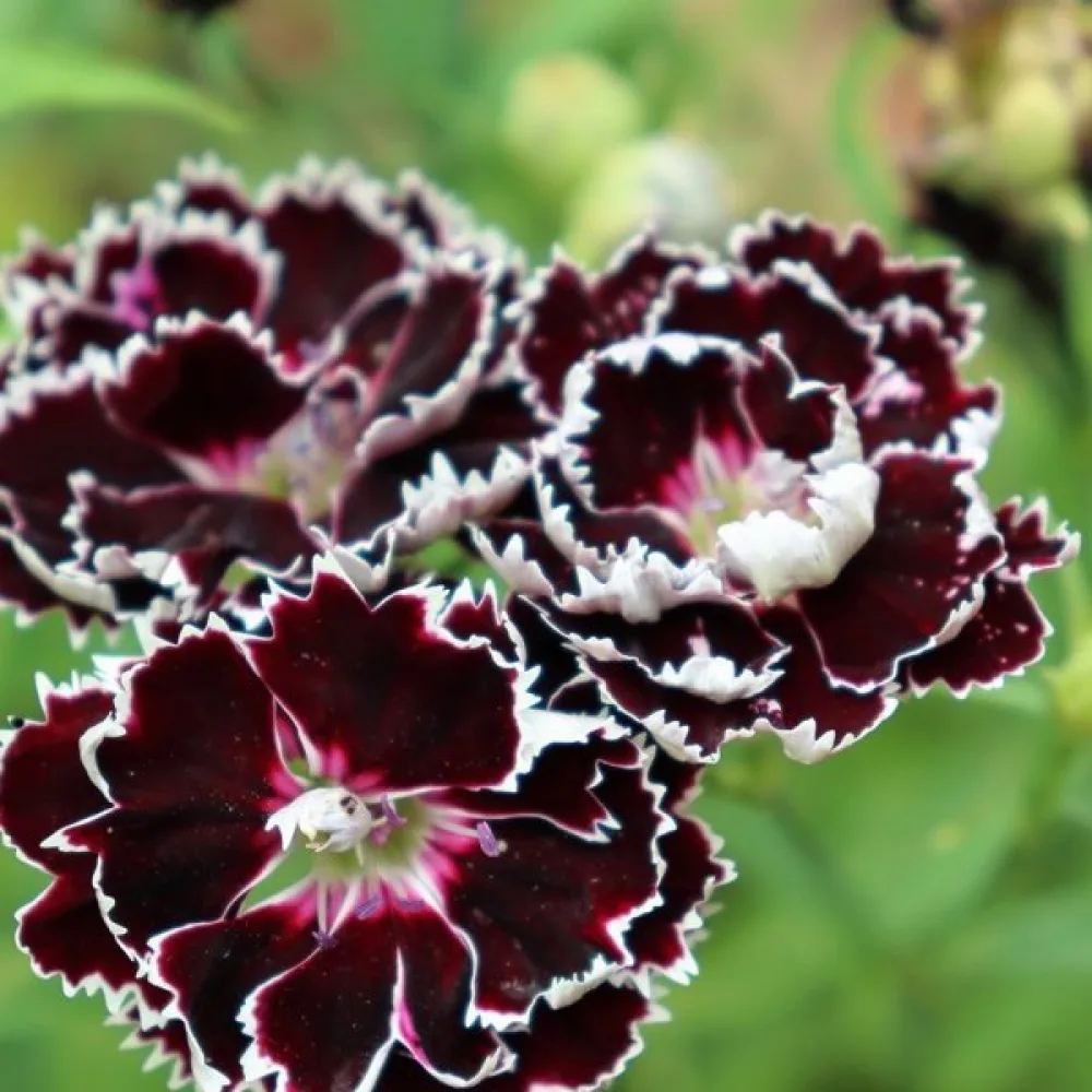 Kiinanneilikka 'China Doll' – seos