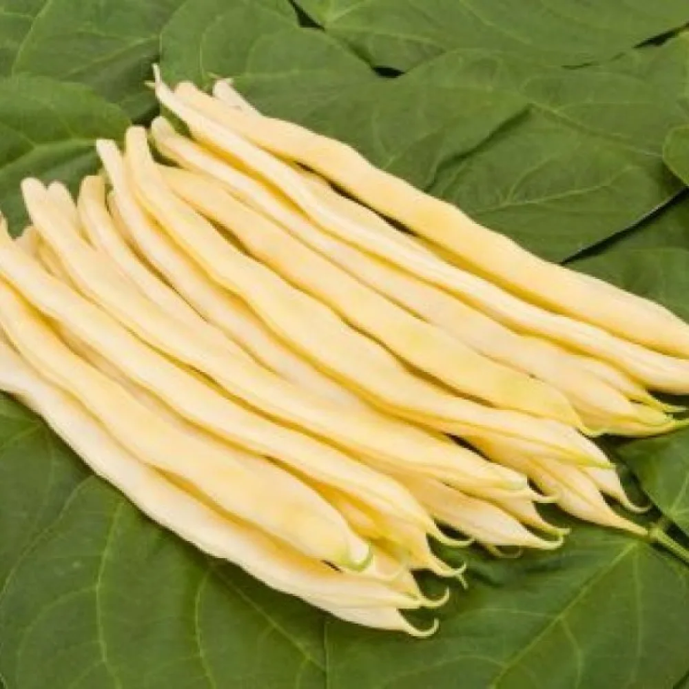 Salkopapu 'Neckargold'