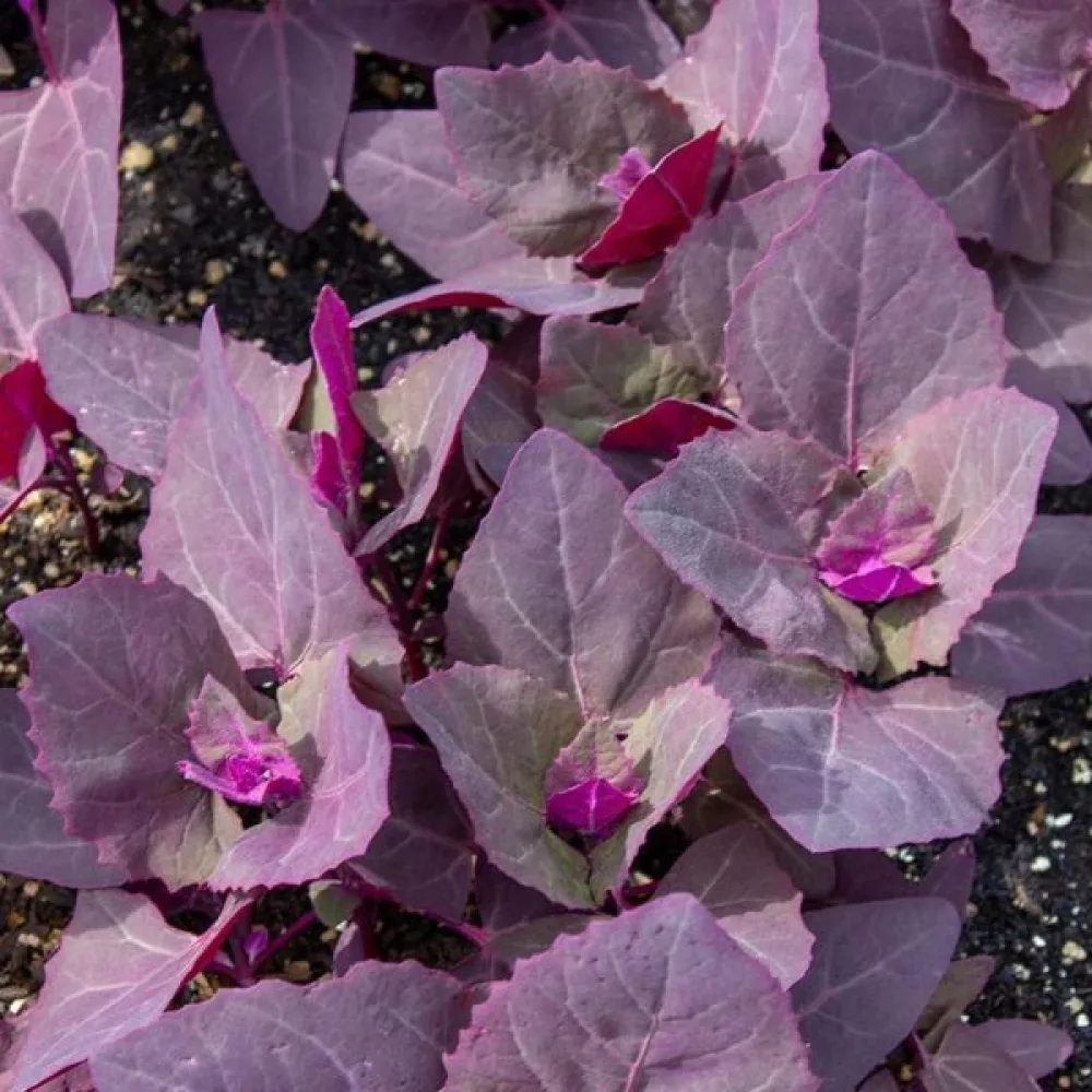 Tarhamaltsa, punainen Atriplex hortensis