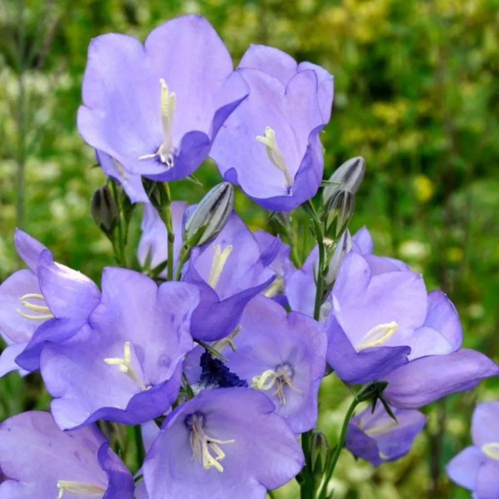 Kartanonkellokukka Campanula medium, vaaleansininen