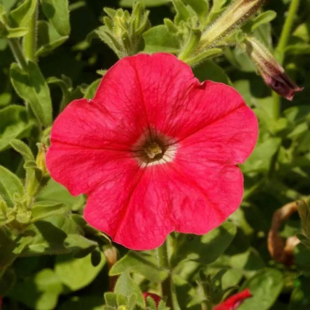 Tarhapetunia 'Fire Chief'