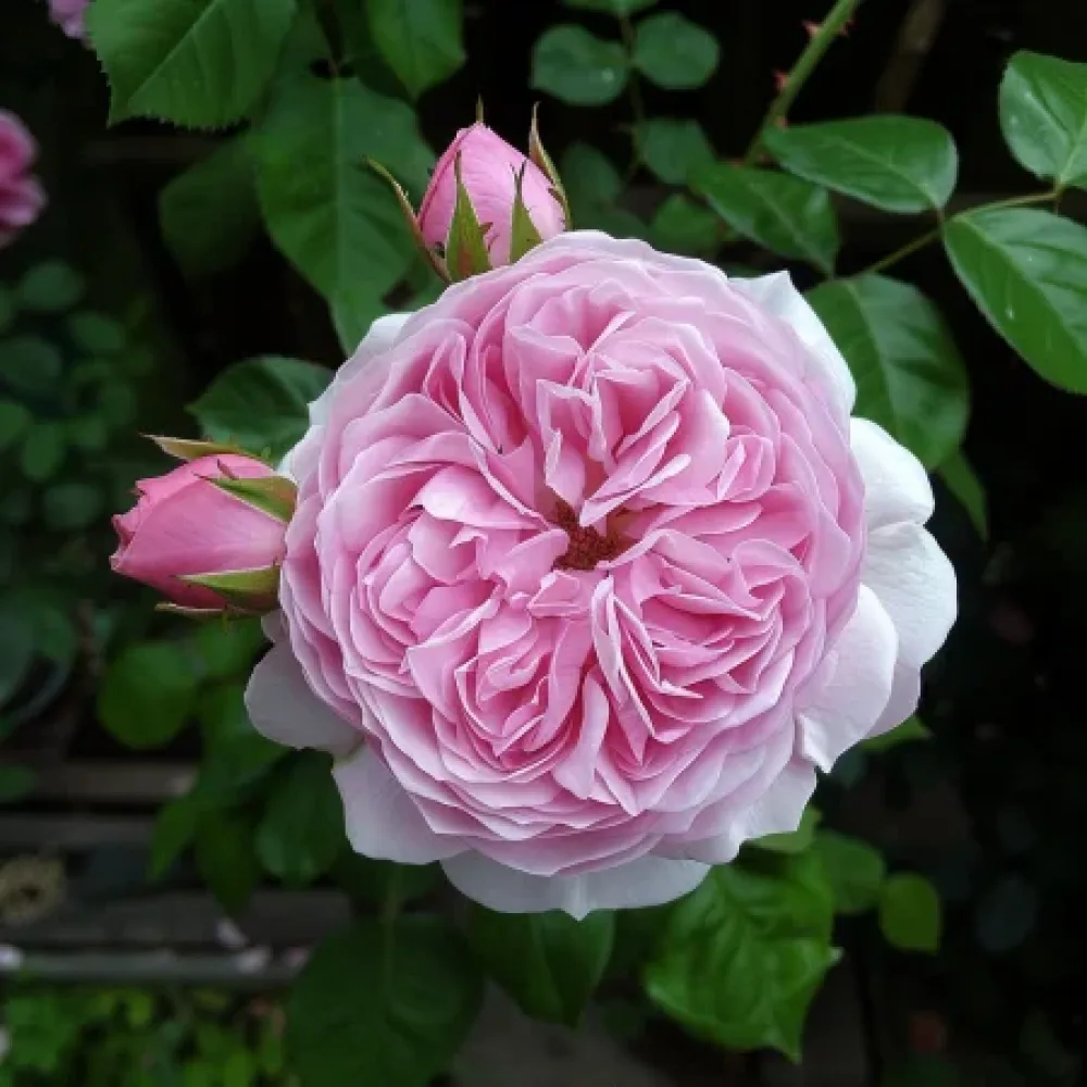 Ruusu 'Hidden Grace' – paljasjuurinen