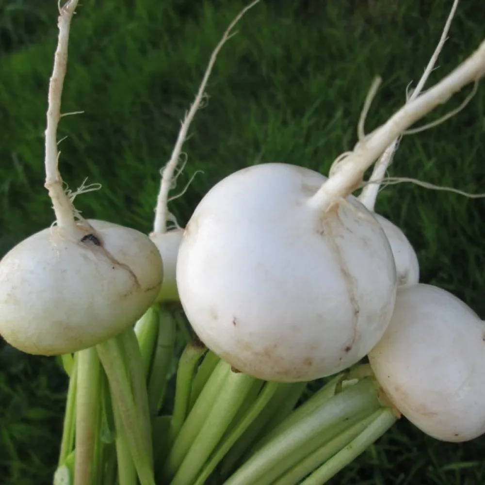 Retiisi 'Afrodyta'