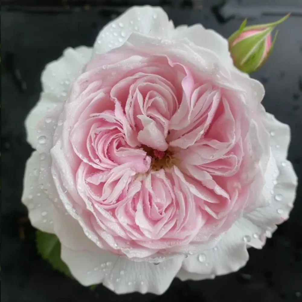 Ruusu 'Silver Pink Glow'