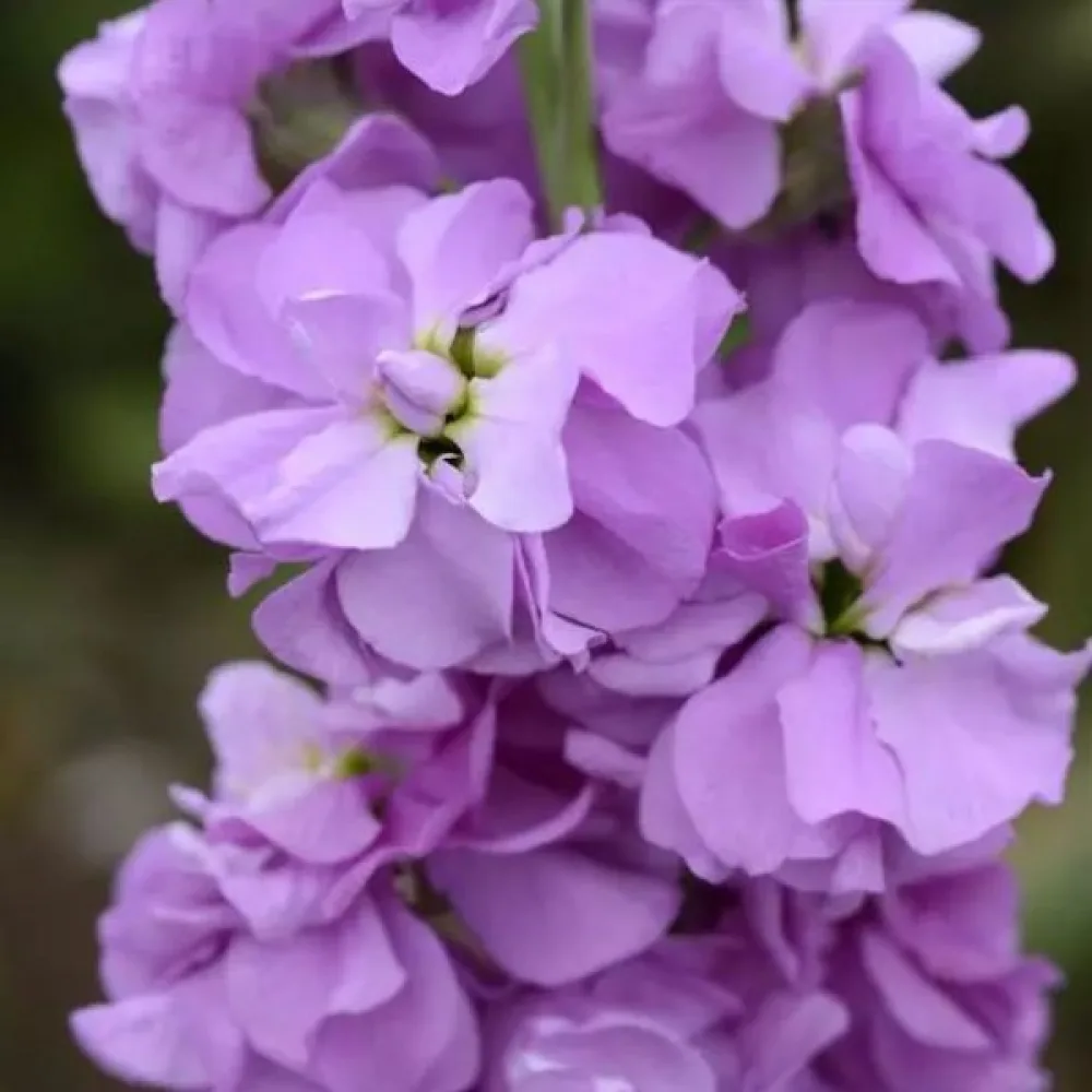 Kesäleukoija 'Exa', liila