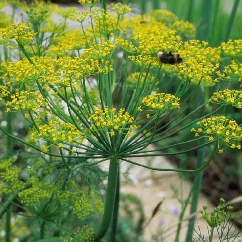 Tilli 'Vierling'