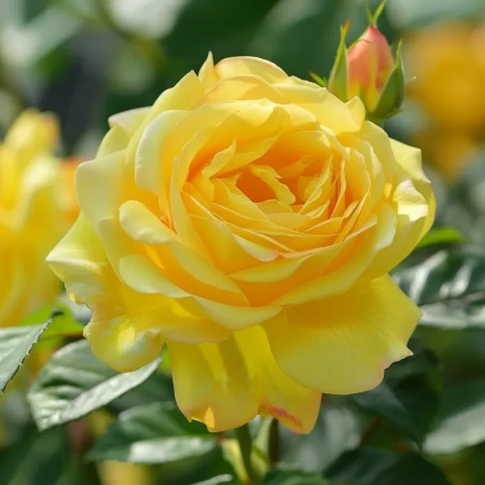 Ruusu 'Citrus Harmony' – paljasjuurinen