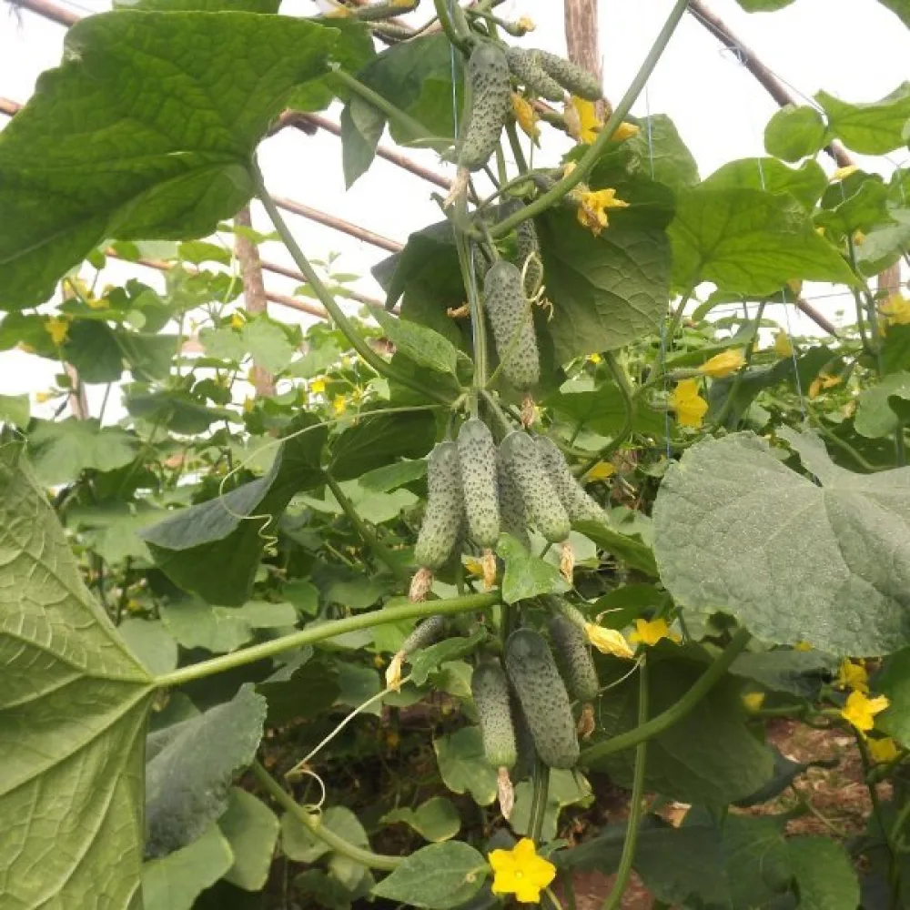 Avomaankurkku 'Tytus' F1
