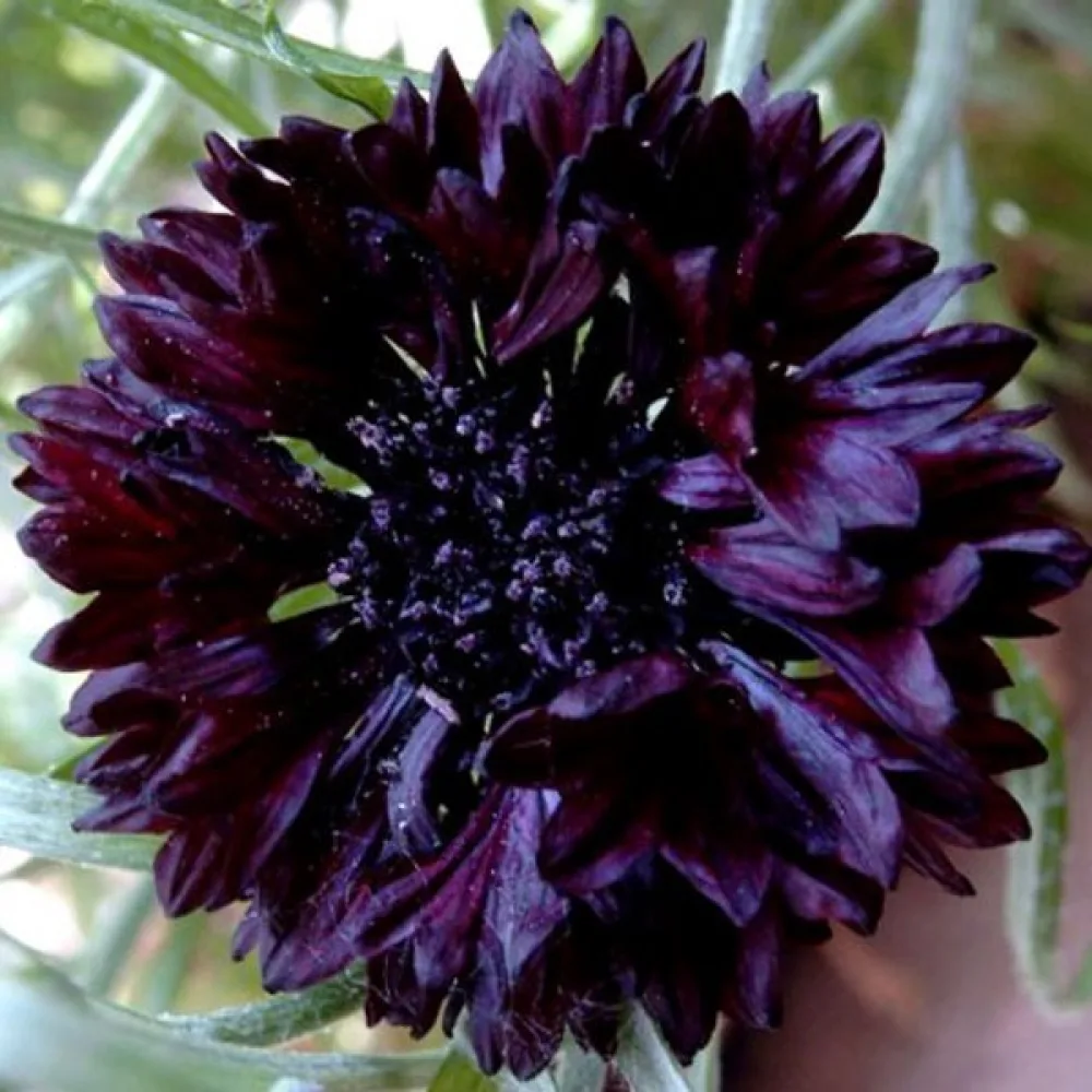 Ruiskaunokki 'Ball', sekoitus
