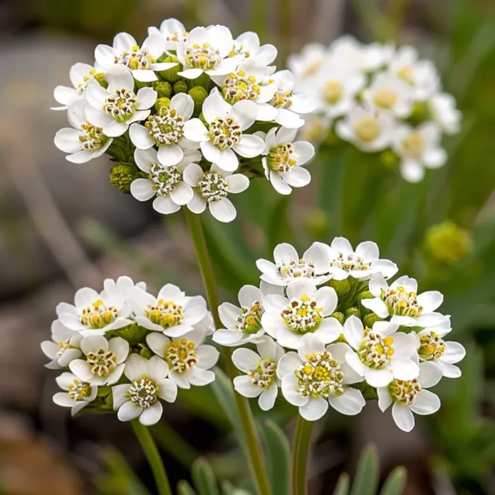 Sarjaiberis 'White Flash'