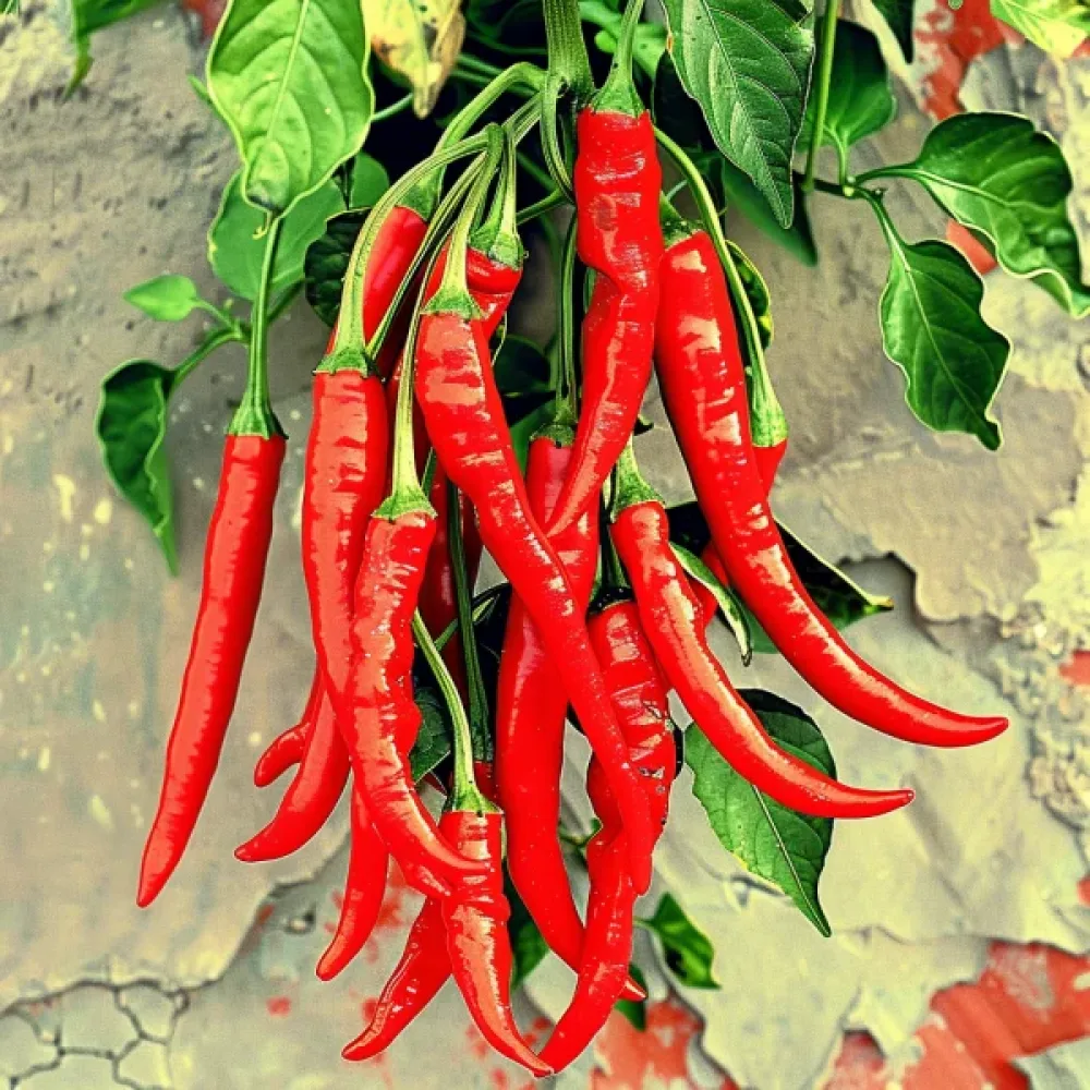 Chilipaprika 'Rokita'