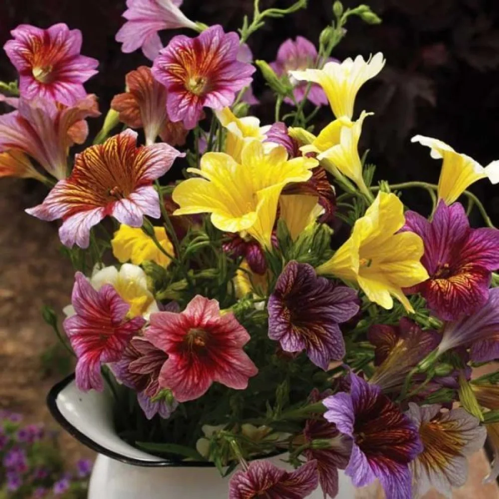 Salpiglossis 'Grandiflora', sekoitus