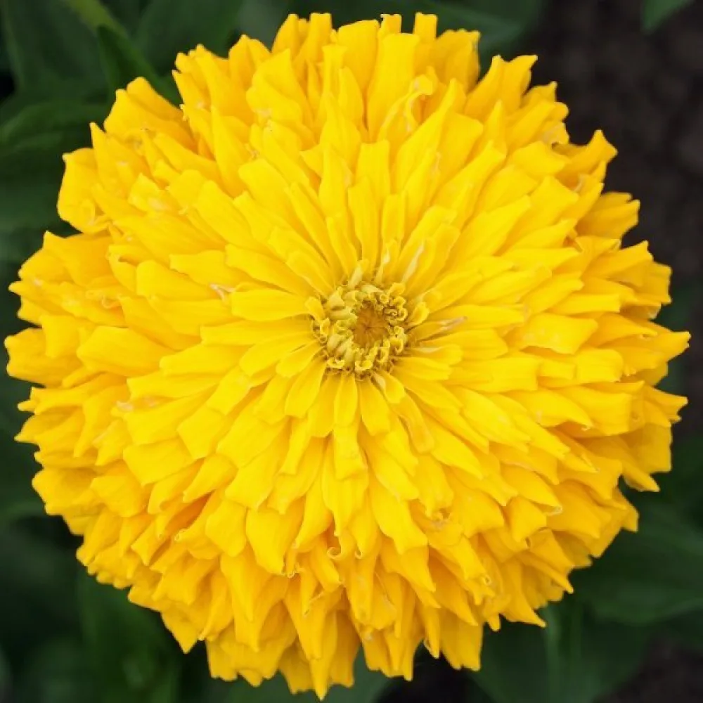 Tsinnia 'Sungod'