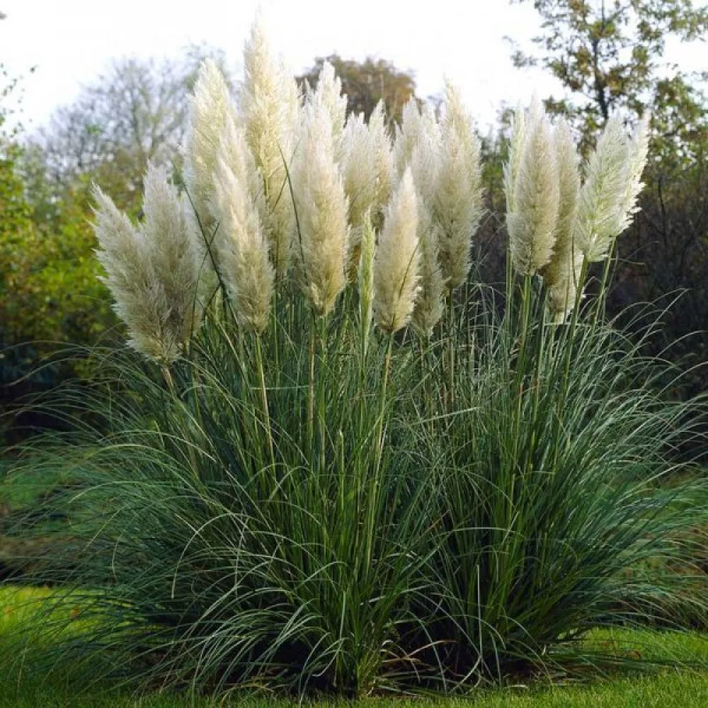 Pampaanruoho 'Pampas Plume' valkoinen