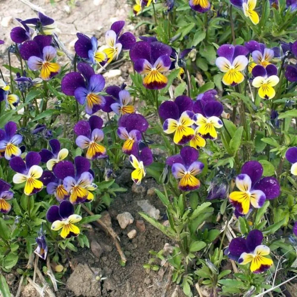 Sarviorvokki 'Helen Mount'