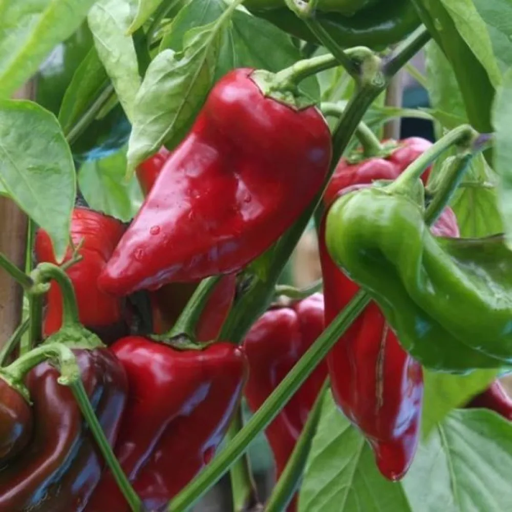 Paprika 'Dulce de España'
