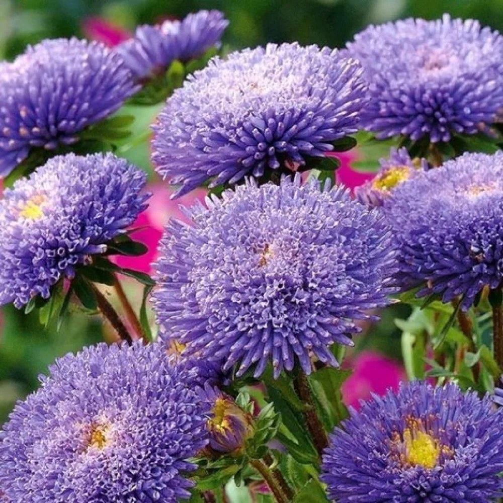 Kesäasteri 'Bolero' – violetti