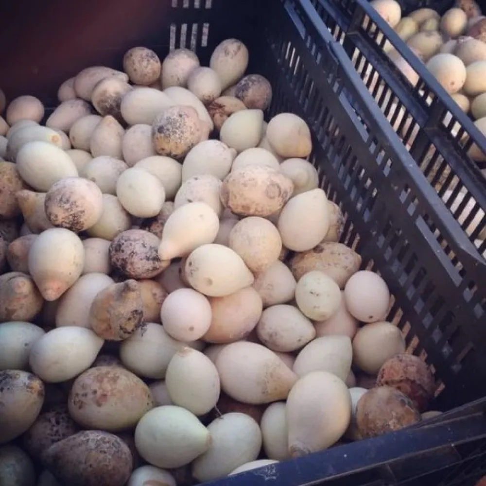 Kurpitsa 'Nest Egg'