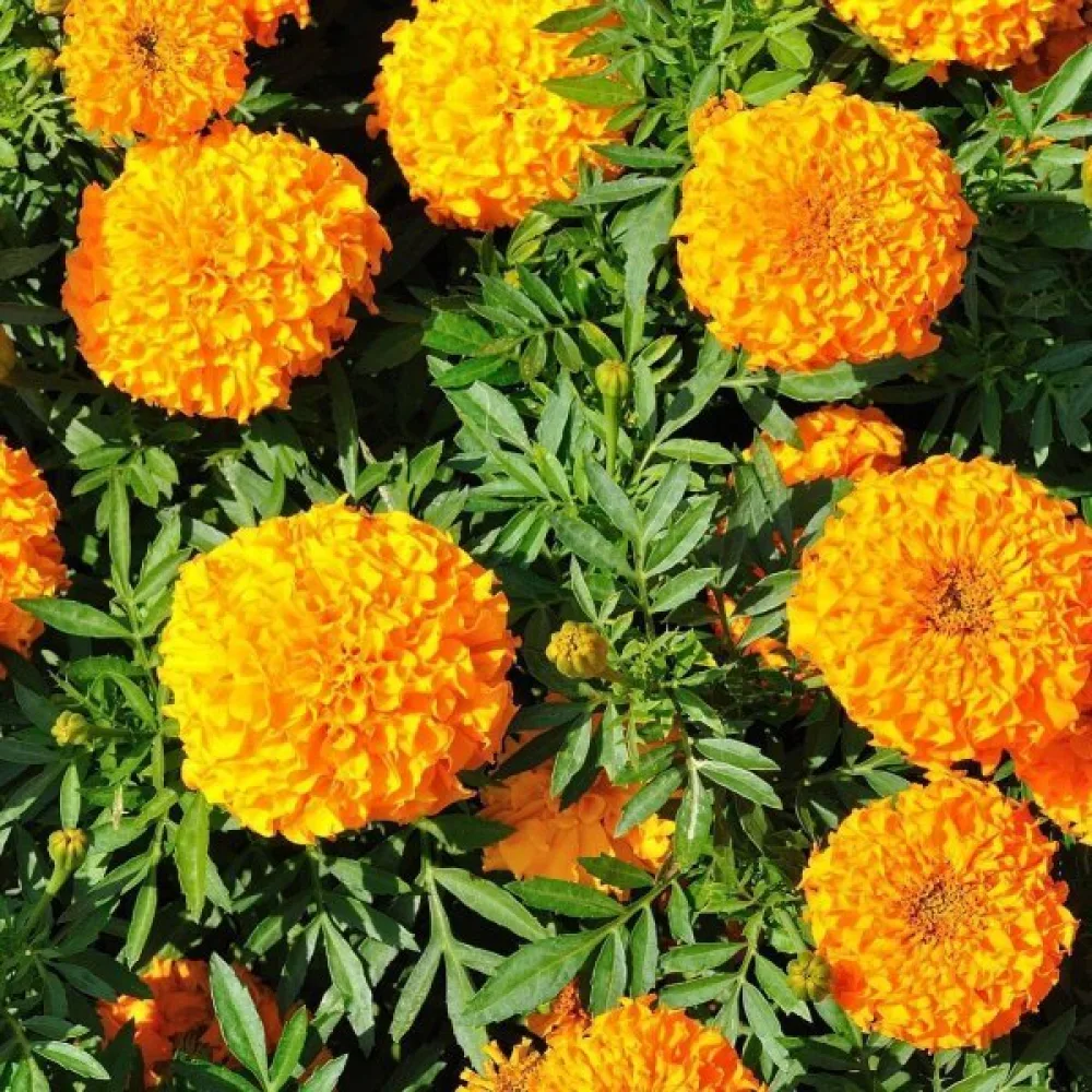 Kookossamettikukka 'Sierra Orange'
