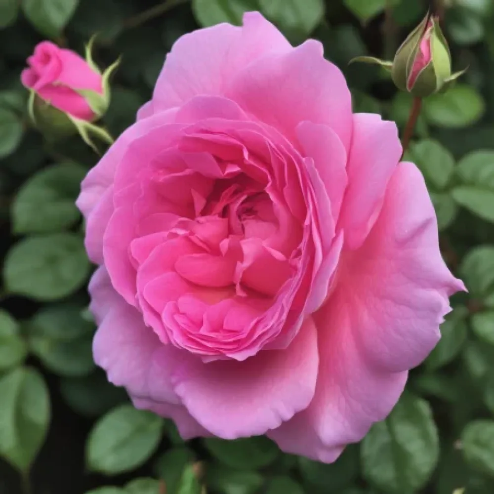 Ruusu 'Lavender Embrace' – paljasjuurinen