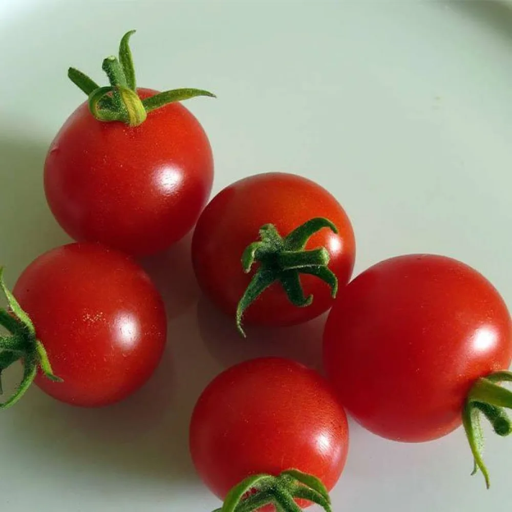 Kirsikkatomaatti 'Cerise Ciliega'