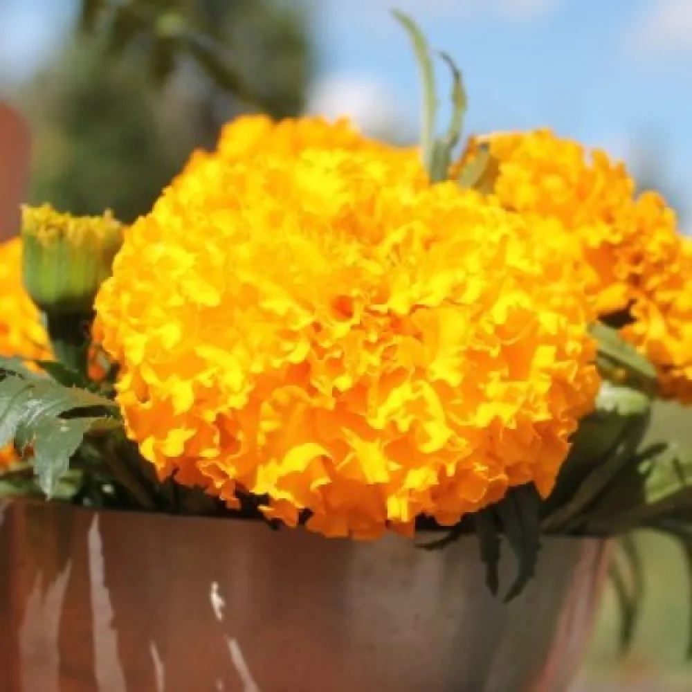 Kookossamettikukka 'Sierra Gold'