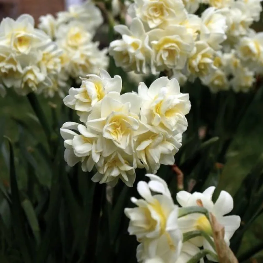 Narsissi 'Erlicheer'
