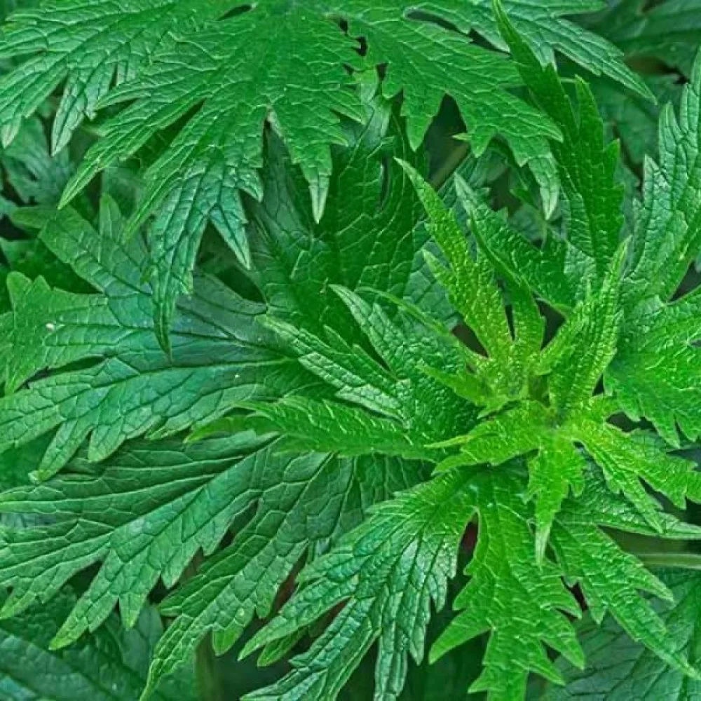 Nukula