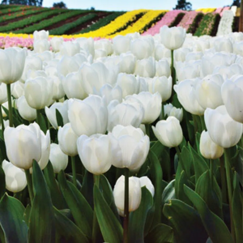 Tulppaani 'Antarctica'