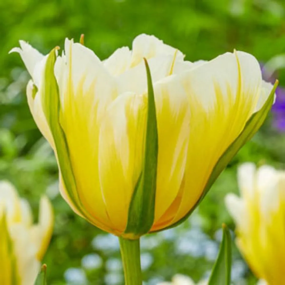 Tulppaani 'Sweet Valley'