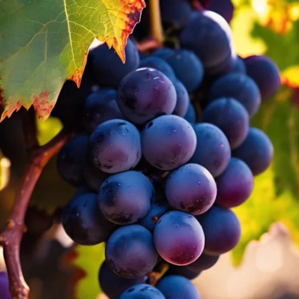 Viiniköynnös 'Cabernet Sauvignon' – varhainen