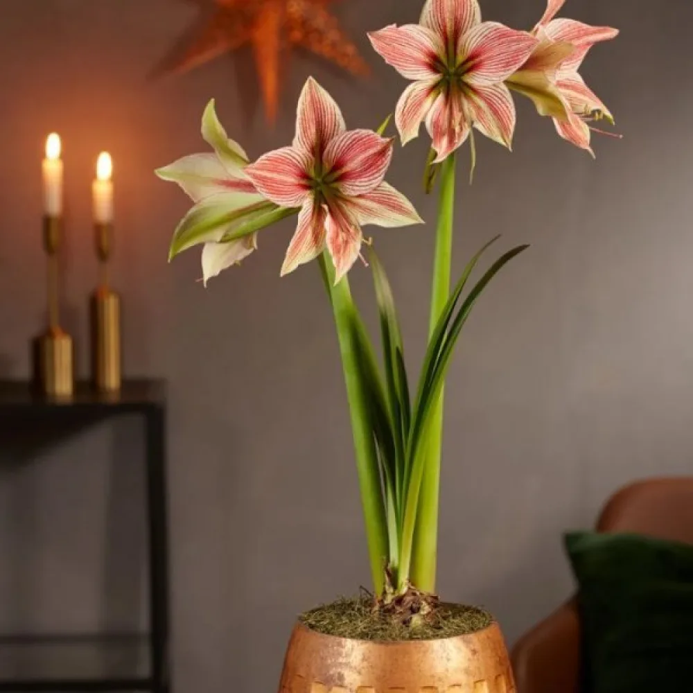 Ritarinkukka 'Exotic star'