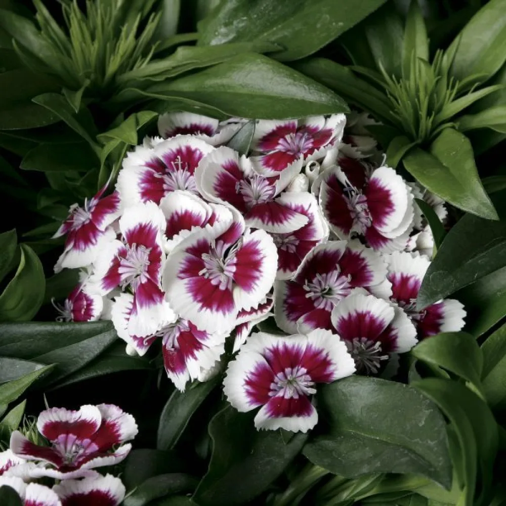 Kiinanneilikka 'Persian Carpet' – seos