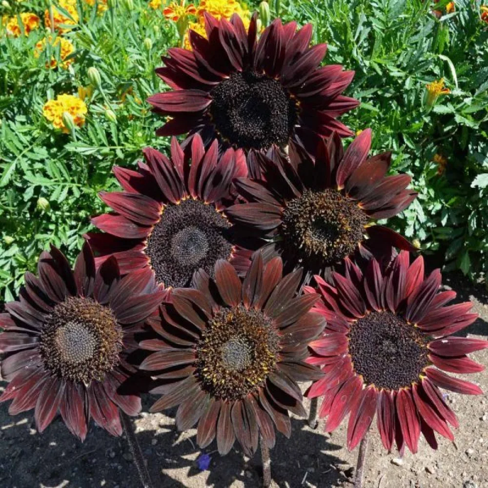 Auringonkukka 'Chocolat'